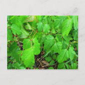 Poison ivy postkarte (Vorderseite)