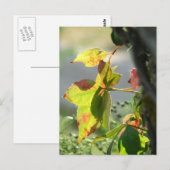 Poison Ivy Postkarte (Vorne/Hinten)