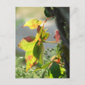 Poison Ivy Postkarte (Vorderseite)