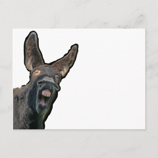 Poitou-Esel Postkarte (Vorderseite)