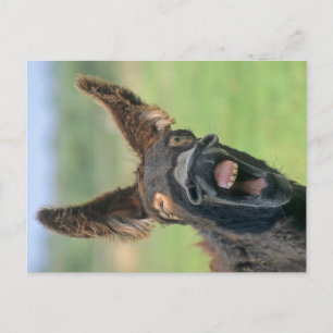 Poitou-Riesen-Esel, Poitou-Esel, Postkarte