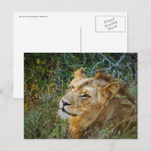 Pokale Postkarte (Vorne/Hinten)