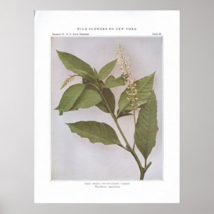 Poke; Skoke; Taube Berry; Garget Poster