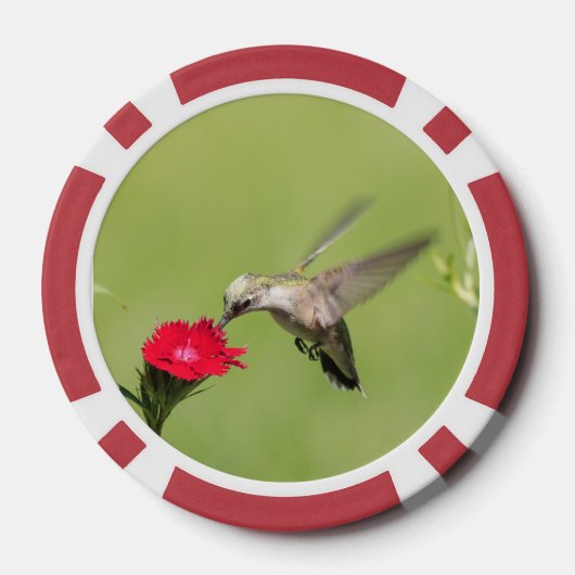 Poker-Chips mit Libelle und Kolibri Pokerchips (Rückseite)