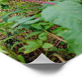 Pokeweed Poster (Ecke)