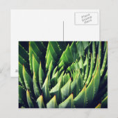 Pokey sukkulent postkarte (Vorne/Hinten)