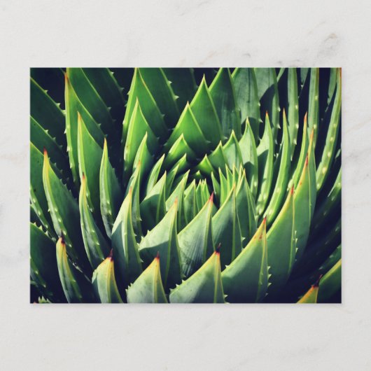 Pokey sukkulent postkarte (Vorderseite)