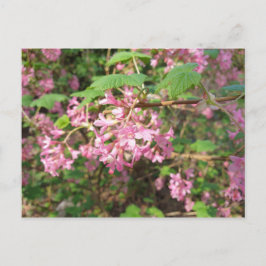 Pokey's Pink im Park Postcard Postkarte