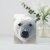 Polar-Bär-Flachkarte (Stehend Vorderseite)