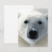 Polar-Bär-Flachkarte (Vorne/Hinten)