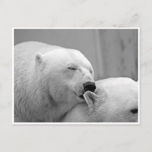 Polar-Bär-Freunde Postkarte