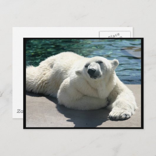 Polar-Bär-Postkarte Postkarte (Vorne/Hinten)