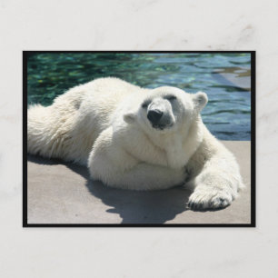 Polar-Bär-Postkarte Postkarte