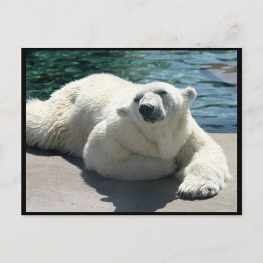 Polar-Bär-Postkarte Postkarte (Vorderseite)