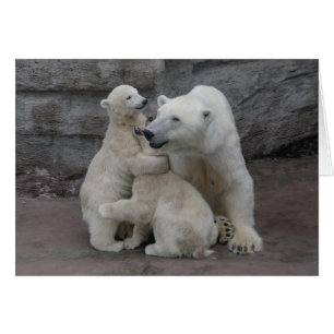 Polar Bären Cubs und Mutter