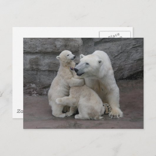 Polar Bären Cubs und Mutter Postkarte (Vorne/Hinten)