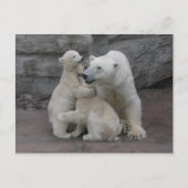 Polar Bären Cubs und Mutter Postkarte (Vorderseite)