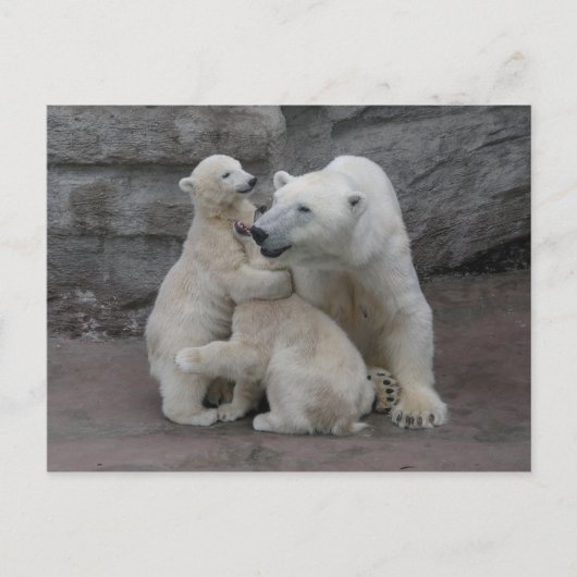 Polar Bären Cubs und Mutter Postkarte (Vorderseite)