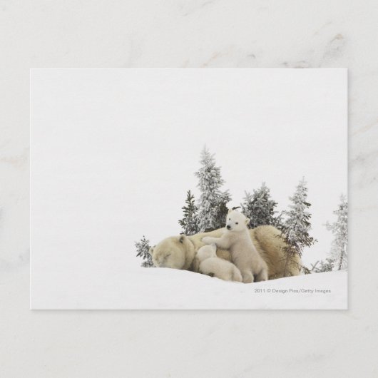 Polar Bären Mutter und ihre Naben im Wapusk Park Postkarte (Vorderseite)