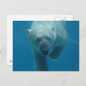 Polar Bären schwimmen Postkarte (Vorne/Hinten)