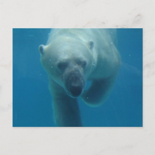 Polar Bären schwimmen Postkarte (Vorderseite)