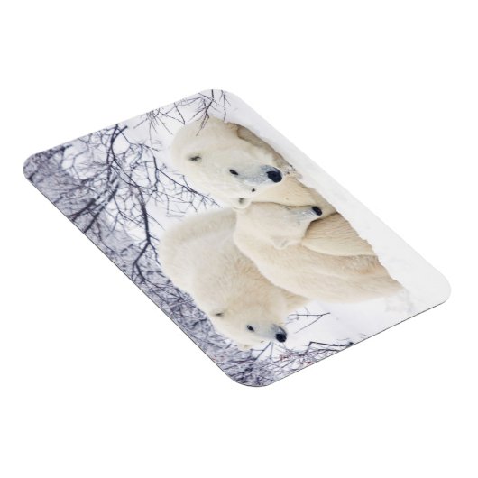 Polar Bären weiblich und zwei Bären 3 Magnet (Rechte Seite)