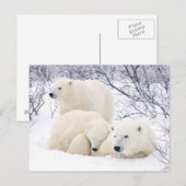 Polar Bären weiblich und zwei Bären 3 Postkarte (Vorne/Hinten)