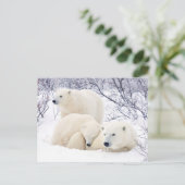 Polar Bären weiblich und zwei Bären 3 Postkarte (Stehend Vorderseite)