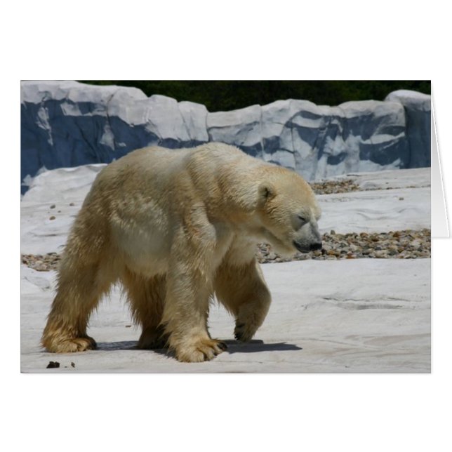 Polar Bear (Vorderseite (Horizontal))