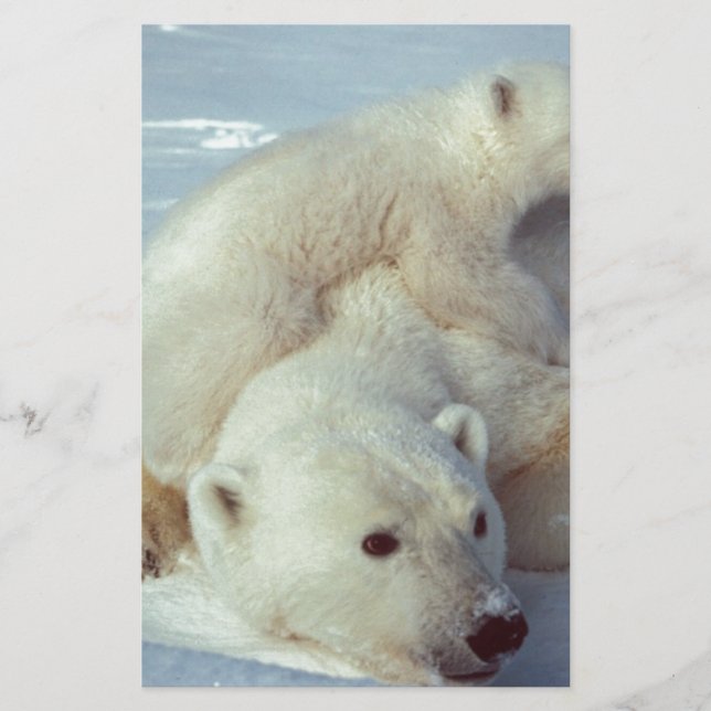 Polar Bear (Vorderseite)
