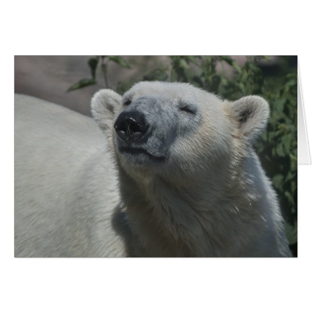 Polar Bear (Vorderseite (Horizontal))