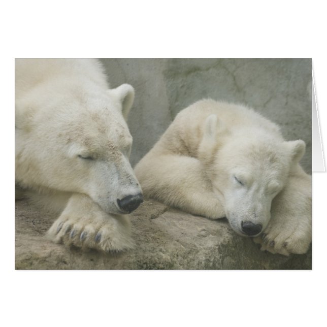 Polar Bear (Vorderseite (Horizontal))