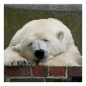 Polar_Bear_2015_0301 Poster (Vorderseite)
