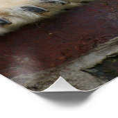 Polar_Bear_2015_0301 Poster (Ecke)