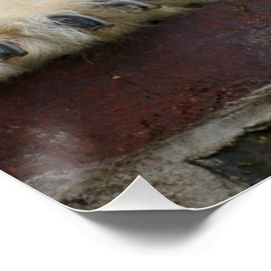 Polar_Bear_2015_0301 Poster (Ecke)