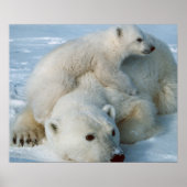 Polar Bear and Cube Wildlife Lovers Poster (Vorne)