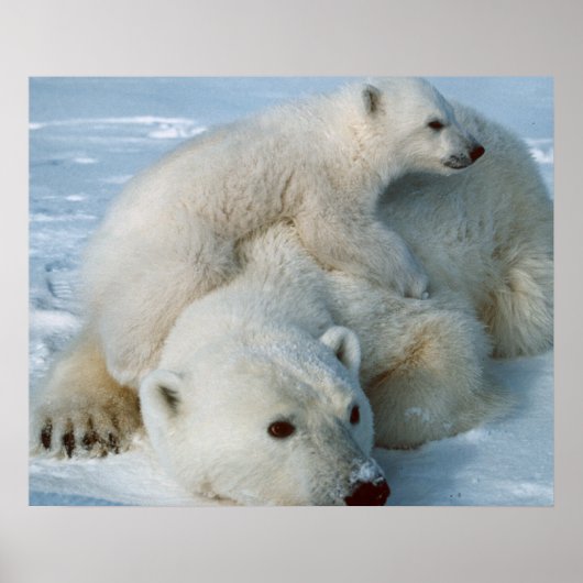 Polar Bear and Cube Wildlife Lovers Poster (Vorne)