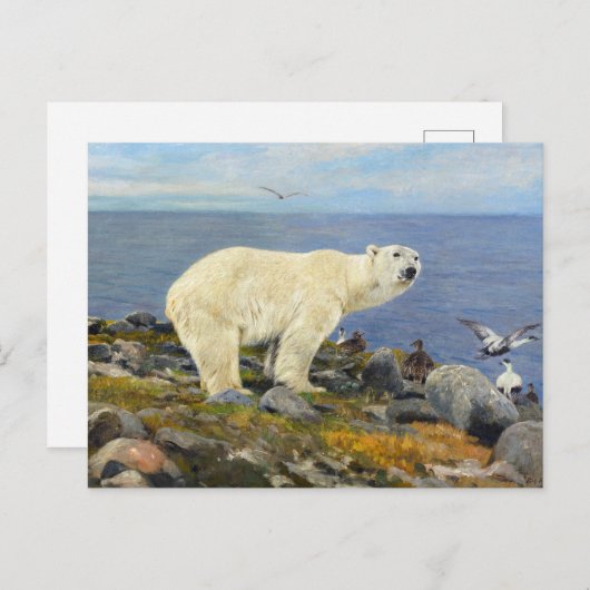 Polar Bear and Eider Encks on Coast by Friese Postkarte (Vorne/Hinten)