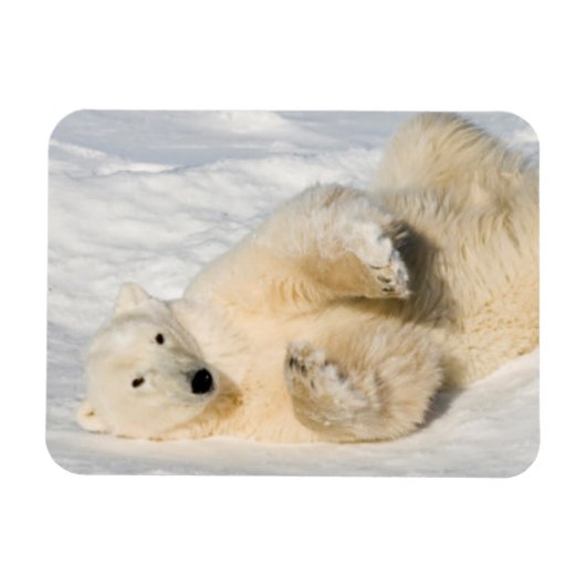 Polar Bear bei Hudson Bay Magnet (Horizontal)