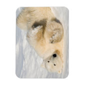 Polar Bear bei Hudson Bay Magnet (Vertikal)