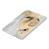 Polar Bear bei Hudson Bay Magnet (Linke Seite)