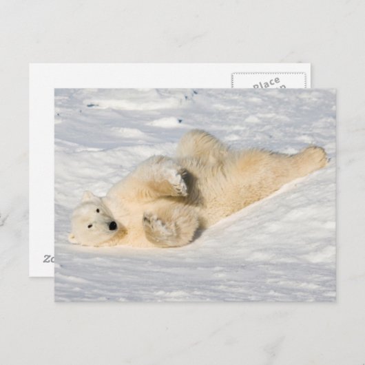 Polar Bear bei Hudson Bay Postkarte (Vorne/Hinten)