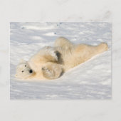 Polar Bear bei Hudson Bay Postkarte (Vorderseite)