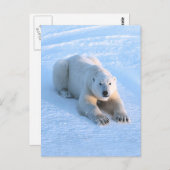 Polar Bear Blue Postkarte (Vorne/Hinten)