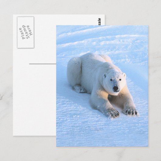 Polar Bear Blue Postkarte (Vorne/Hinten)