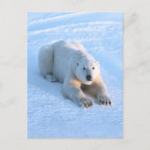 Polar Bear Blue Postkarte (Vorderseite)