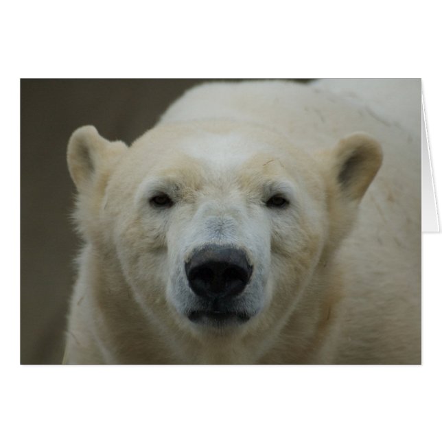 Polar Bear Card (Vorderseite (Horizontal))