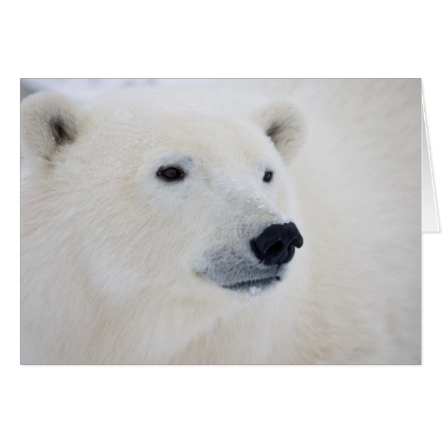 Polar Bear Churchill (Vorderseite (Horizontal))