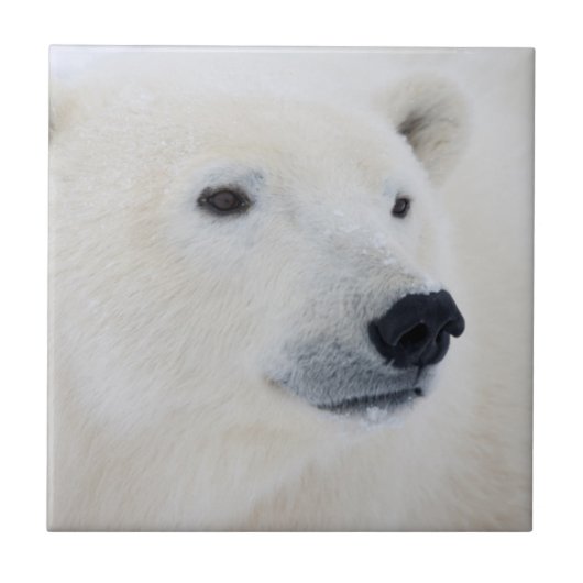 Polar Bear Churchill Fliese (Vorderseite)