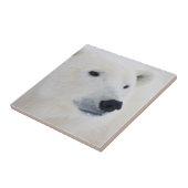 Polar Bear Churchill Fliese (Seite)